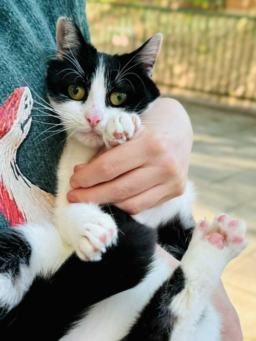 Коте Kари търси своя дом