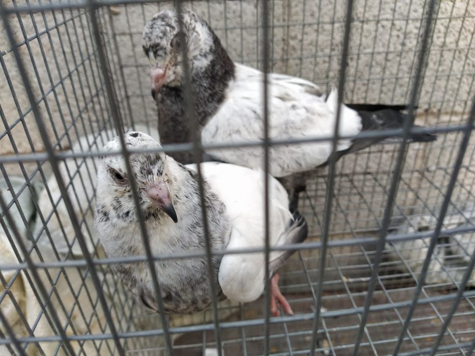 Пакистанцы пискуны