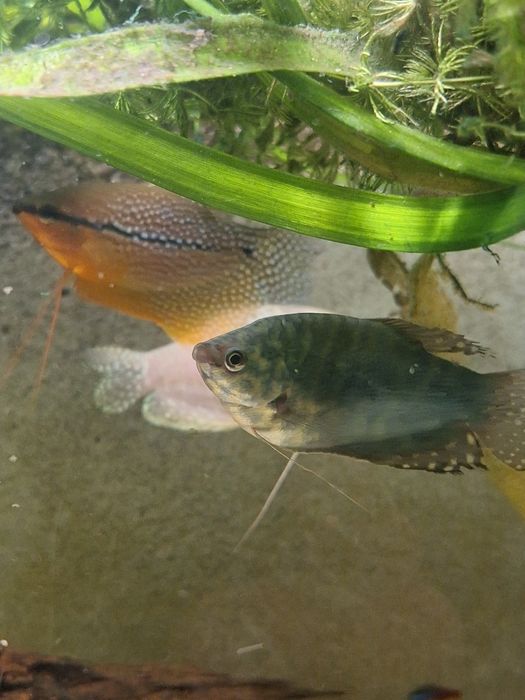 Vând gurami adulți