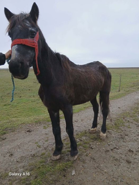 Vând sau schimb cal