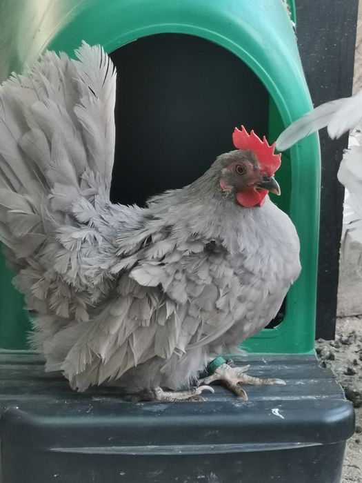 Chabo lavandă pereche