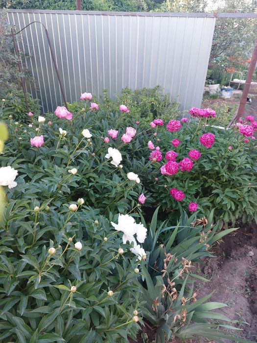 Продам клубни пионов