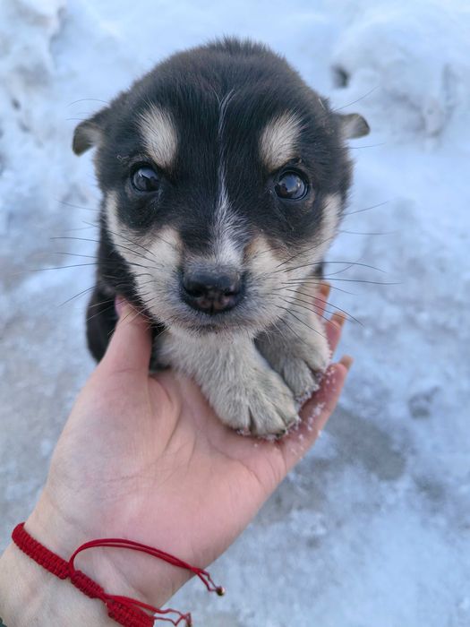 Отдам щенков в хорошие руки