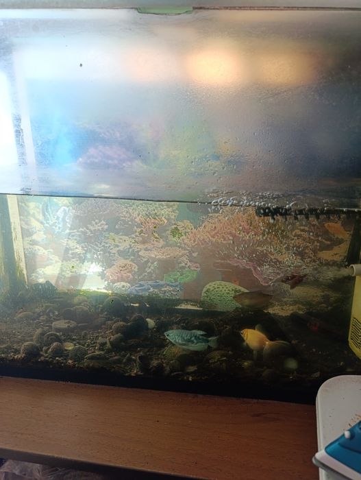 Аквариум с рыбками