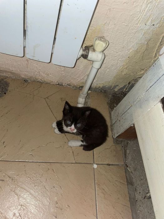 Отдам котёнка в добрые руки