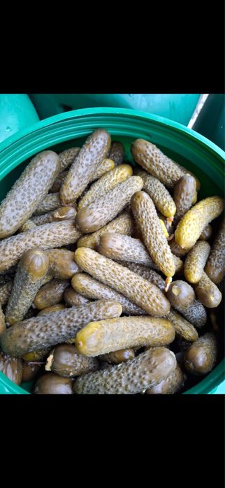 Castraveti murati in saramura dupa reteta traditionala