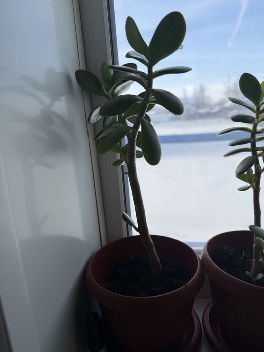 Денежное дерево Красула Толстянка