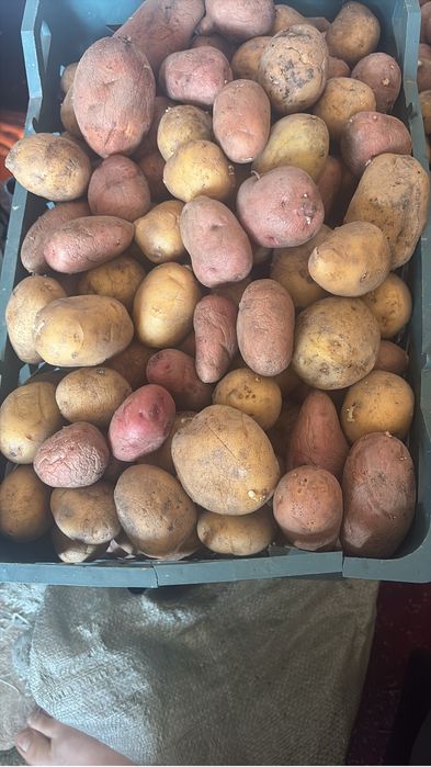 Картофель домашний