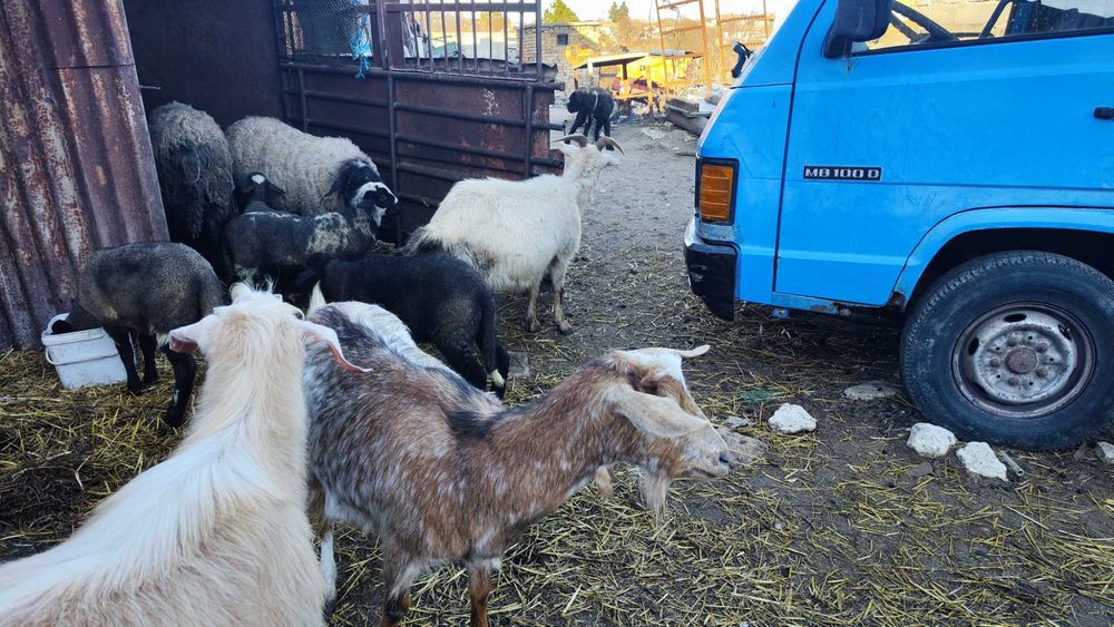 Овце и кози за продажба