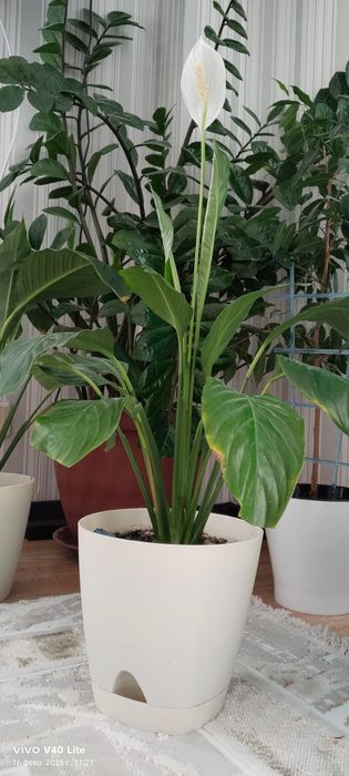 Продам конмантные цветы