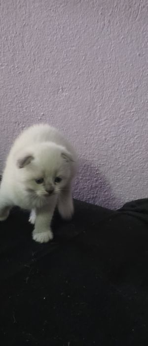 Шотландска клепоуха