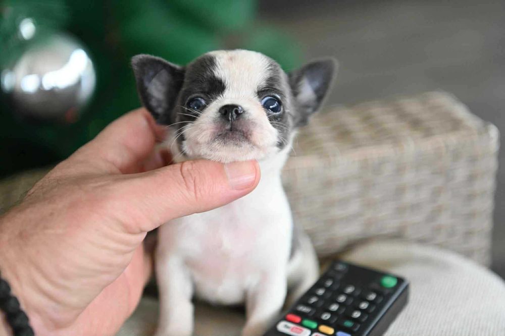 Женско мини чихуахуа бяло синьо