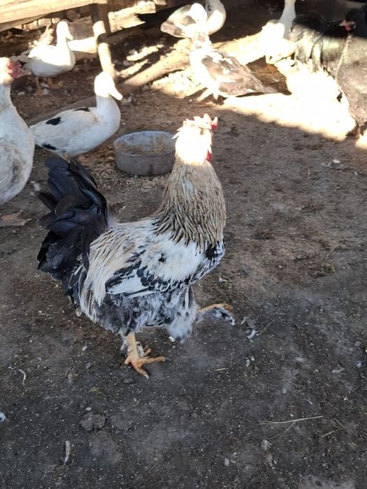 Cocosi găini de vanzare