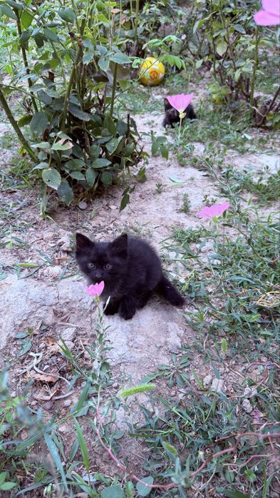 Котята, три маленьких котёнка