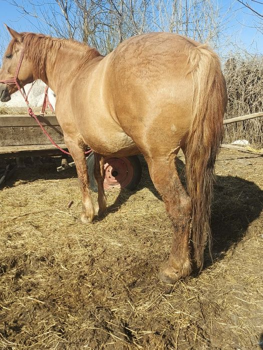 Vând iapa de abator