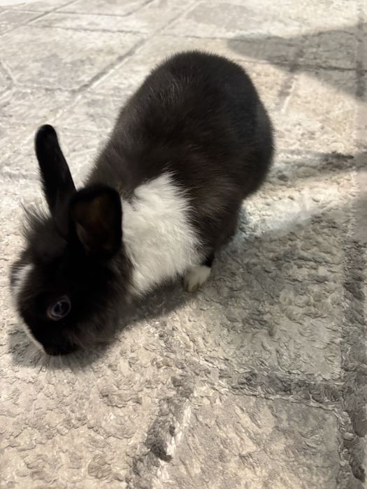 Продам декоративного кролика