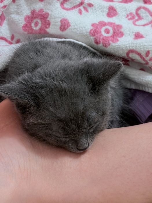 отдаем котенка мальчика в добрые руки