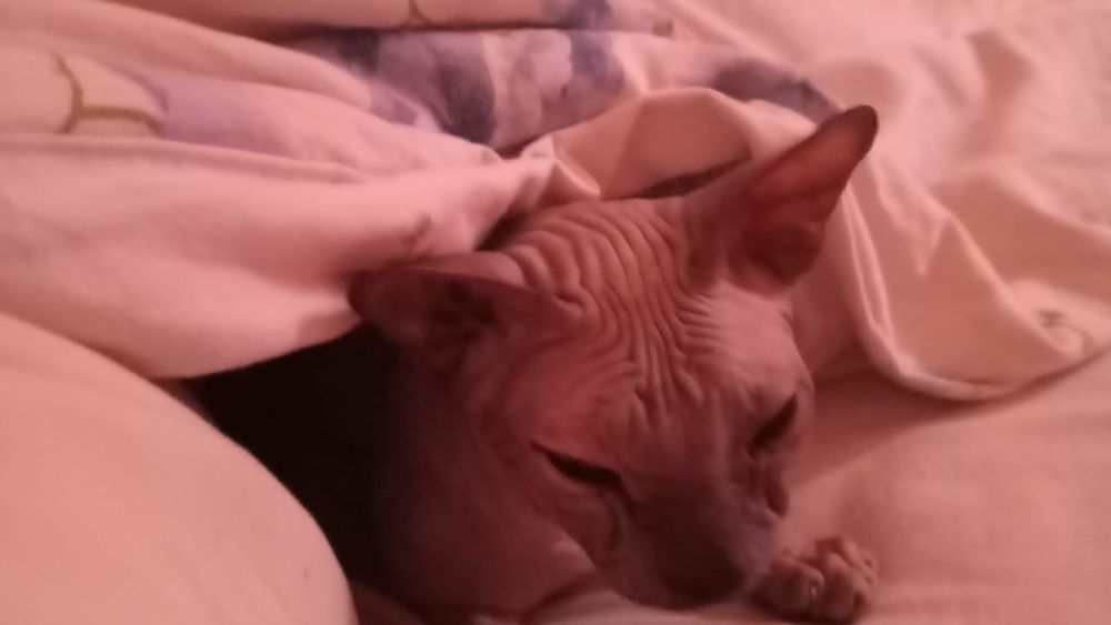 Кот донский сфинкс