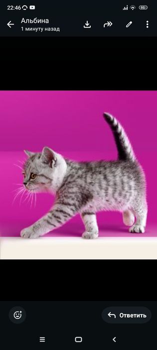 Скотиш  страйт 1,5 месяцев.