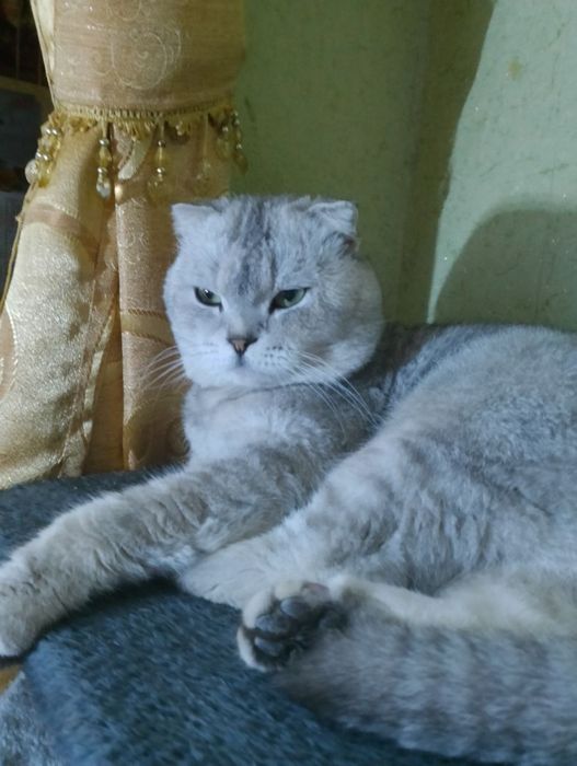 Кот Филип вязка .