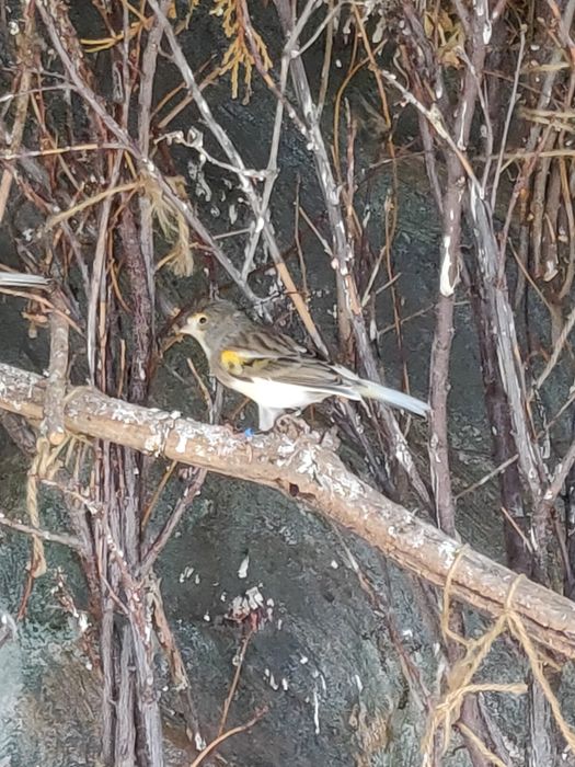 Canari de vânzare