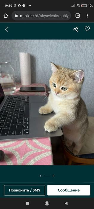 Британские котята золотые шиншиллы