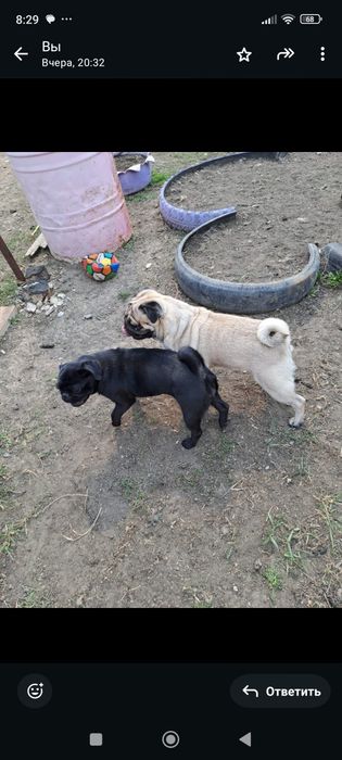 Красавчик  лучший мопс