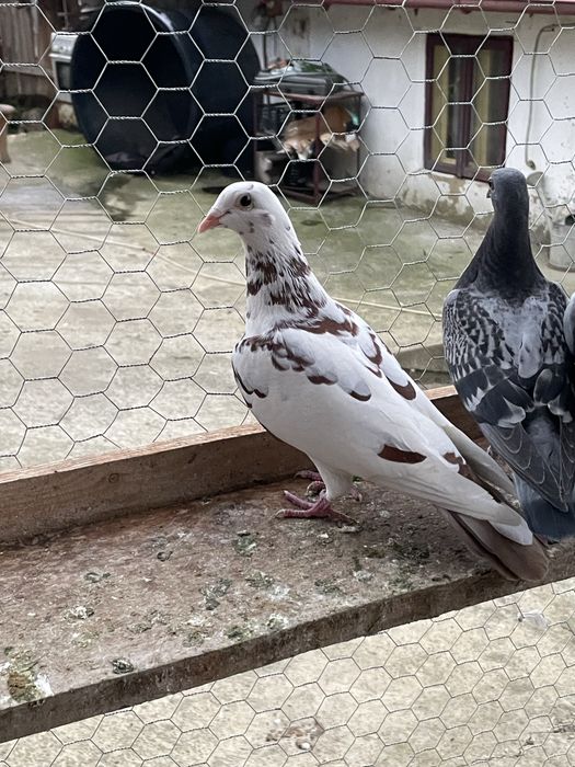 Porumbei voiajori meulemans