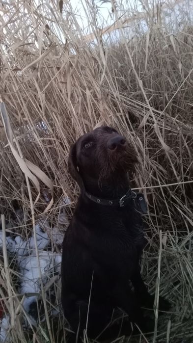 Кобель Дратхаар ищет вязку