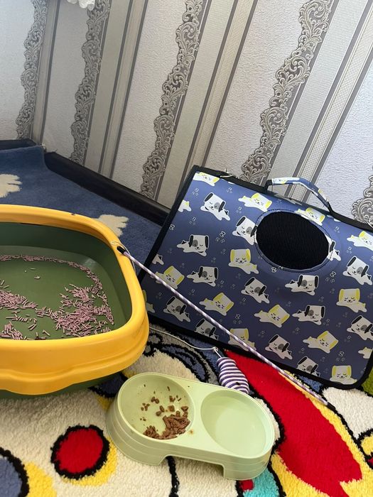 Пародасиi: скотч. Жинси:угил. Йоши: 1.5 ойлик. Исми: Барсик 
Жинси: уг