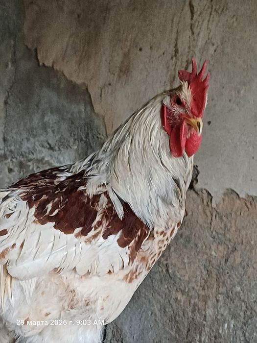 Кораз сатылады срочно