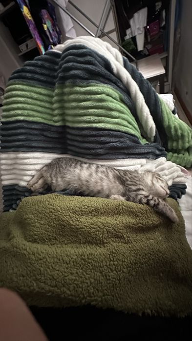 Котенок в добрые руки