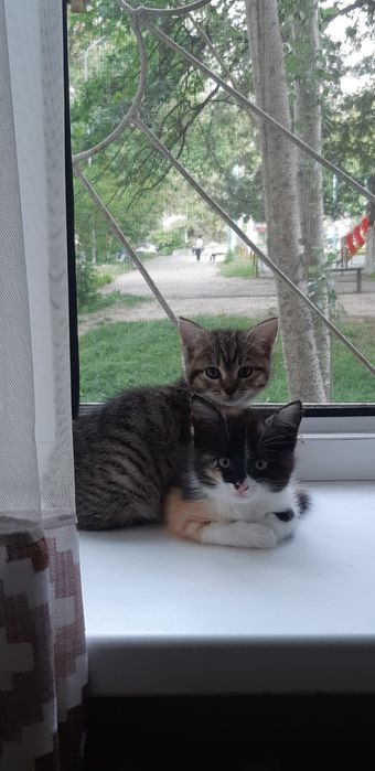 Котята. Кошка. Кошки. Котенок