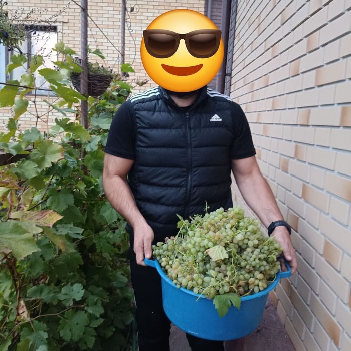 Саженцы винограда местные