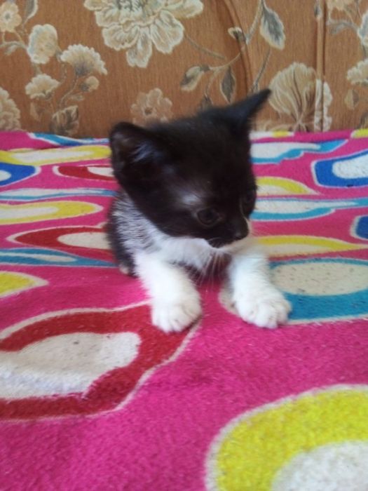 Котята мальчики