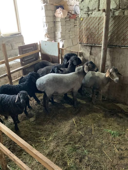 Куйлар сотилад келишилган народа дехкончилиг куйлар сифати ало йош куй