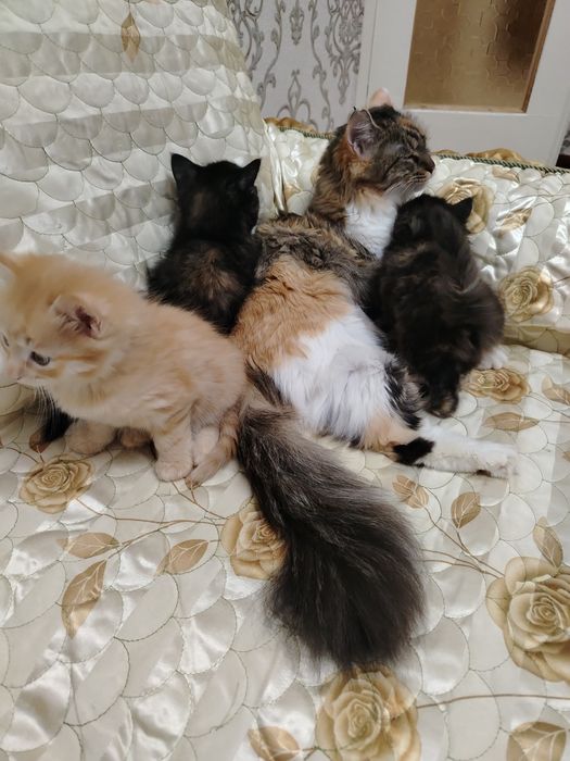 Бепул мушук болалари бор