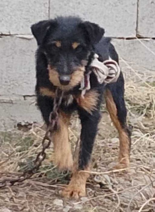 Охотичий иттер сатылады