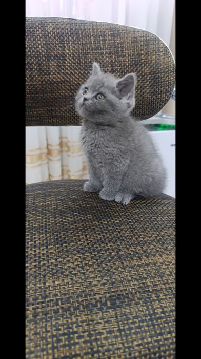 Чистокровная британочка