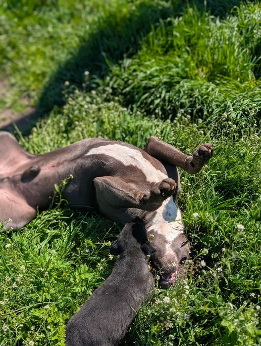 Енергични кученца кръстоска (Питбул териер x Белгийска овчарка) – за активни стопани