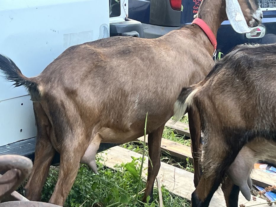 Capra anglonubian cu pedigree
