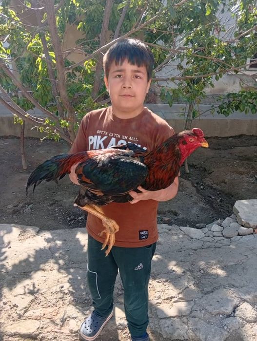 Dakan xo'roz Toza shomo