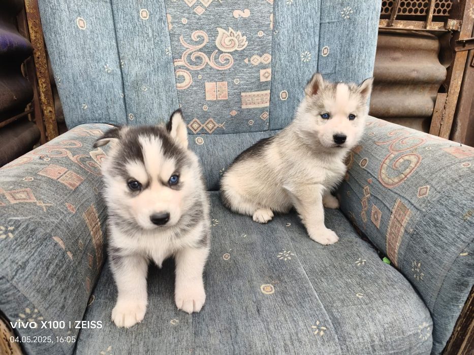 Щенки сибирской хаски.