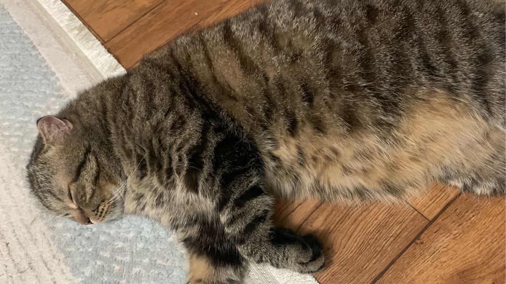 Кот скотиш фолд 4 года