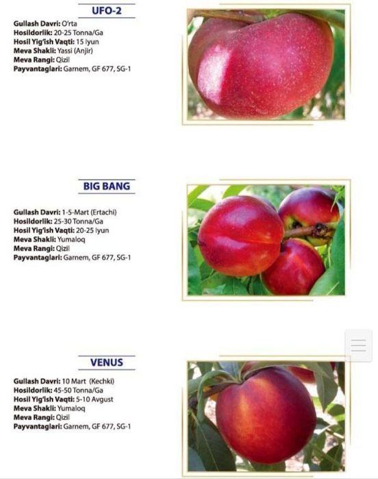 Шафтоли кучатлари сотувда