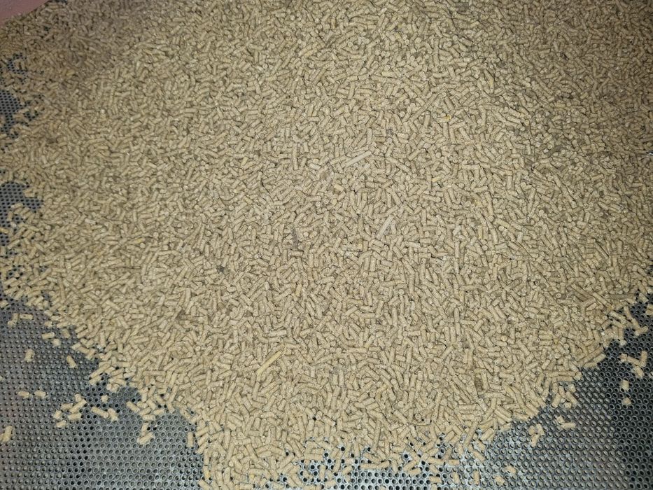 Vindem porumb,  furaje granule, brizura, macinate.