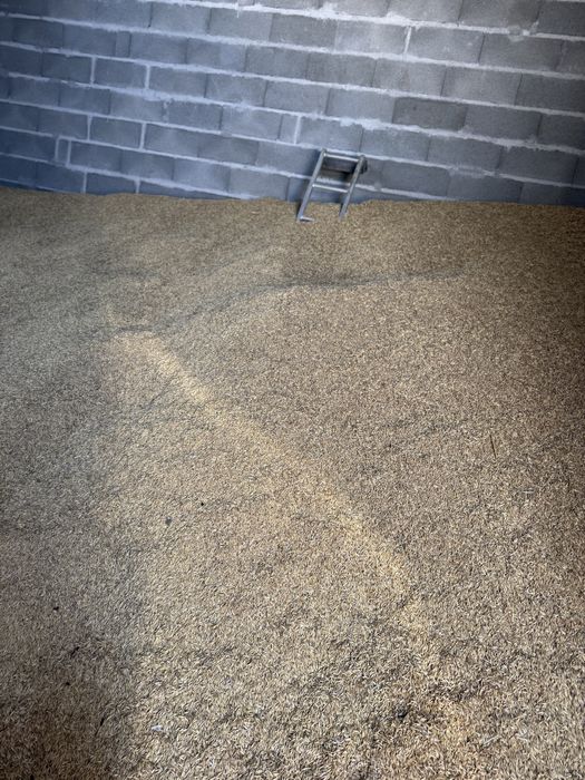 Vând triticale  grau ovaz porumb