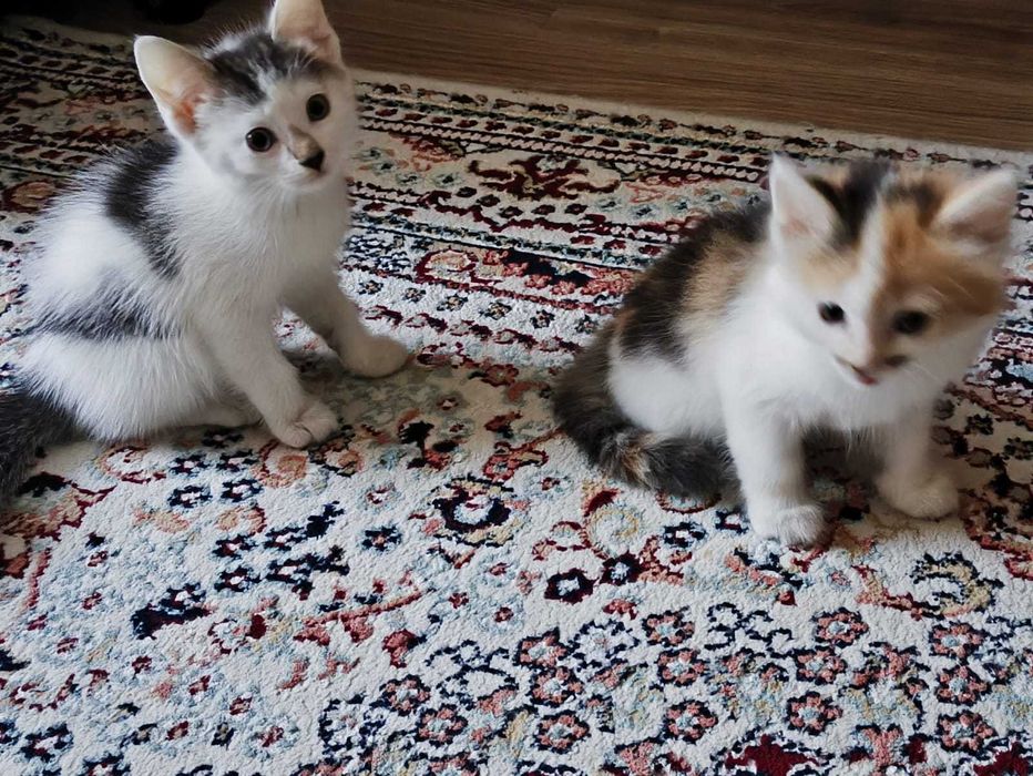 Отдам котят в добрые руки