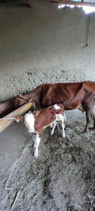 Sigirlar sotiladi bolasi bilan