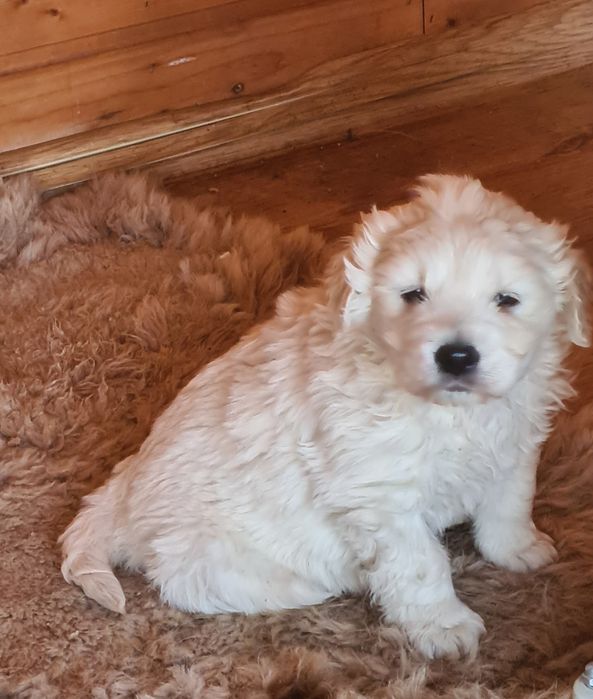 Golden Retriever canisa campioni pedigree